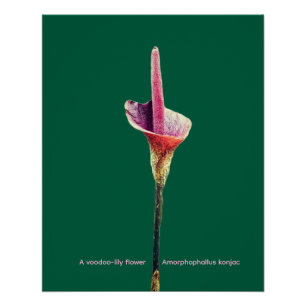 Eine Voodoo-Lilie-Blüte Poster