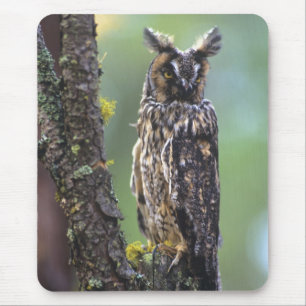 Eine Waldohreule auf einem Ast sitzend Mousepad