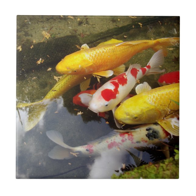 Eine Wasserstraße voll japanischer koi Karpfen Fliese (Vorderseite)