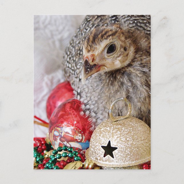 Eine Weihnachtszeit-Guinea Feiertagspostkarte (Vorderseite)