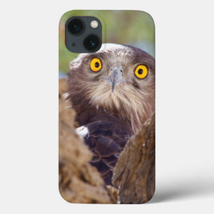 Eine Weiße-breasted Schlange Eagle Case-Mate iPhone Hülle