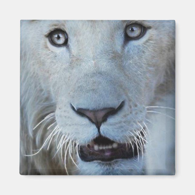 Eine weiße Lion in Südafrika Magnet (Vorne)