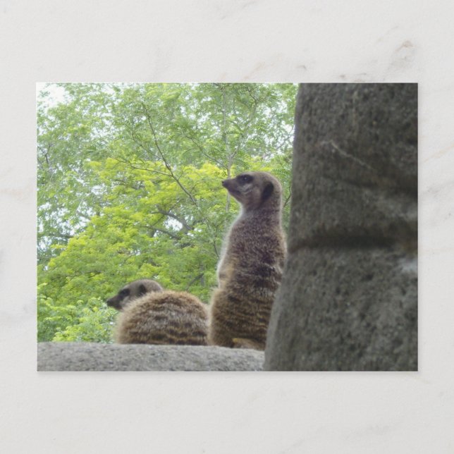 Eine weitere Meerkat Postkarte (Vorderseite)