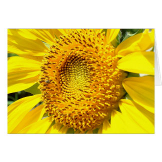 Eine wenige Honig-Biene