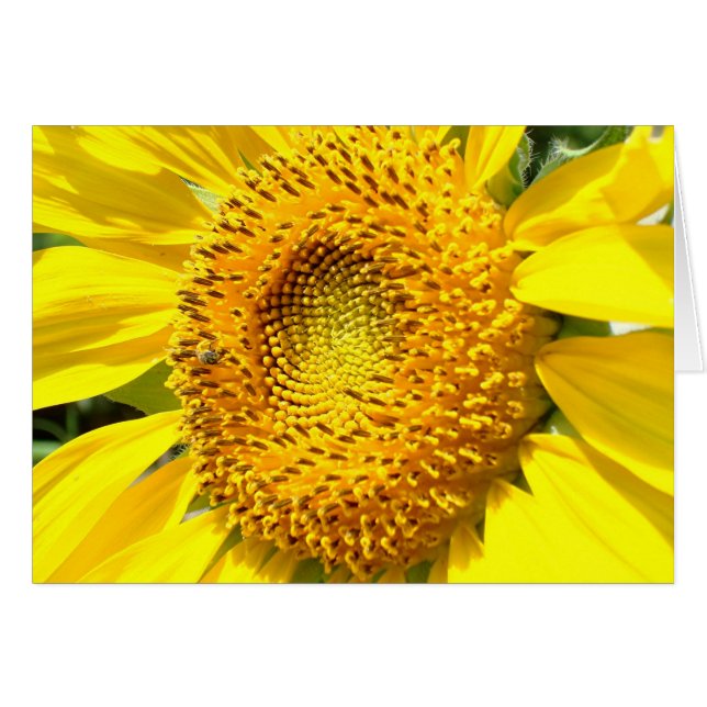 Eine wenige Honig-Biene (Vorderseite (Horizontal))