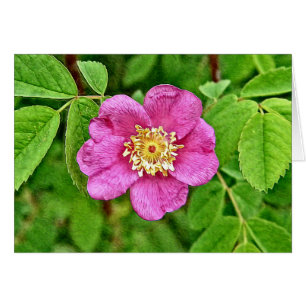 Eine wilde Rose