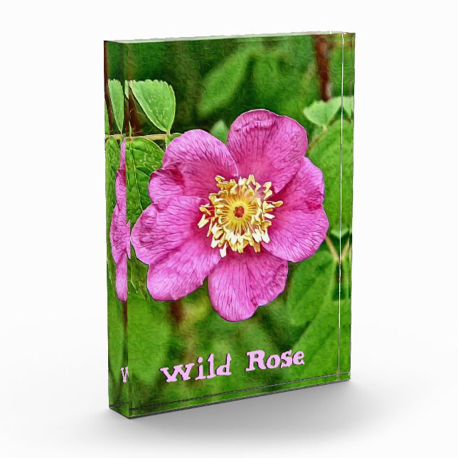 Eine wilde Rose Fotoblock (Links)