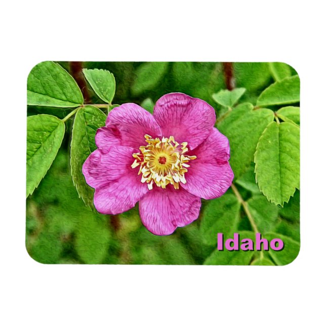 Eine wilde Rose Magnet (Horizontal)
