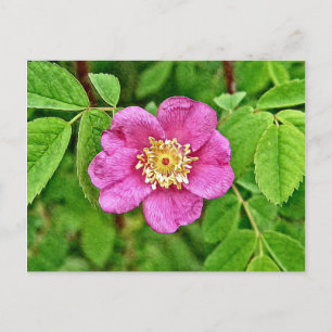 Eine wilde Rose Postkarte