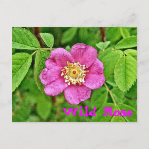 Eine wilde Rose Postkarte