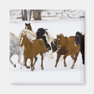 Eine Winterlandschaft mit galoppierenden Pferden Magnet