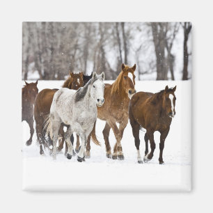 Eine Winterlandschaft mit Laufen Magnet