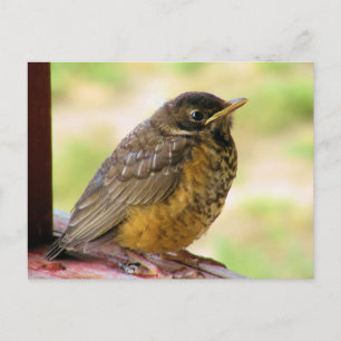 Eine Woche alter Robin auf einer Terrasse Postkarte