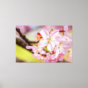 Eine wunderbare Menge rosa Sakura-Blüten im Frühli Leinwanddruck