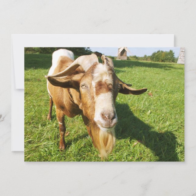 Eine Ziege - Einladung (Vorderseite)