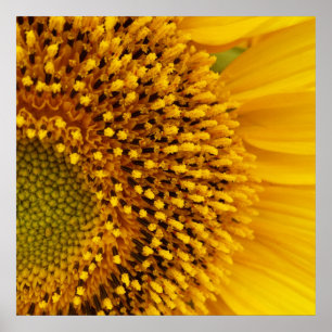 einen halben Kreis Poster