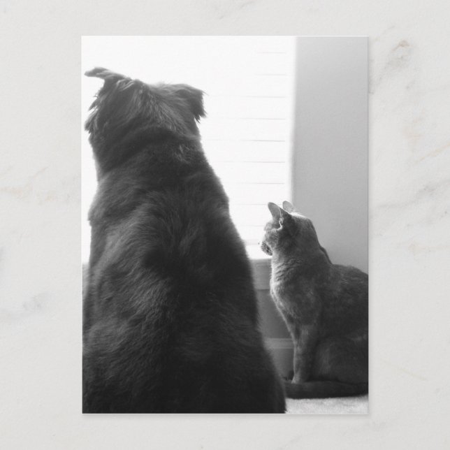 Einen ruhigen Moment teilen Postkarte (Vorderseite)