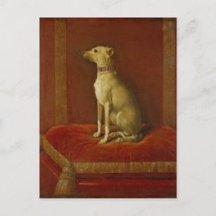 Einer der italienischen Windhunde von Frederick II Postkarte
