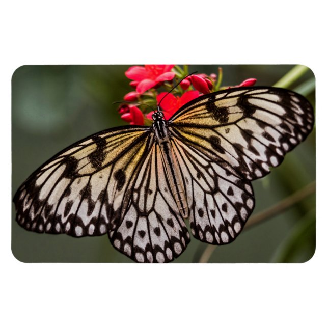 Einfach ein Papierkitschmetterling Magnet (Horizontal)