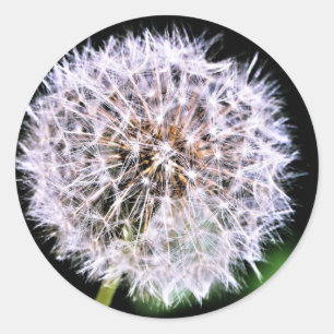 Einfach elegant Dandelion Seeds Summer Runder Aufkleber