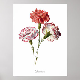 Einfach elegante Vintage botanische Drucknelken Poster