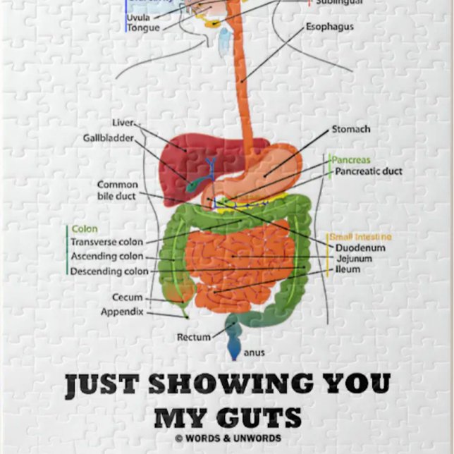 Einfach meine Gedanken zeigen (Digestive System Sp Puzzle (Jigsaw puzzle featuring human digestive system along with truism caption "Just Showing You My Guts".)