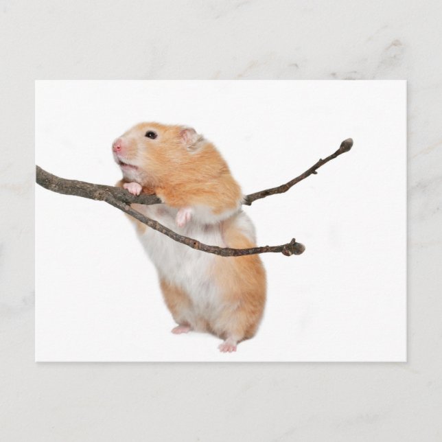 einfach nur herumhängen postkarte (Vorderseite)