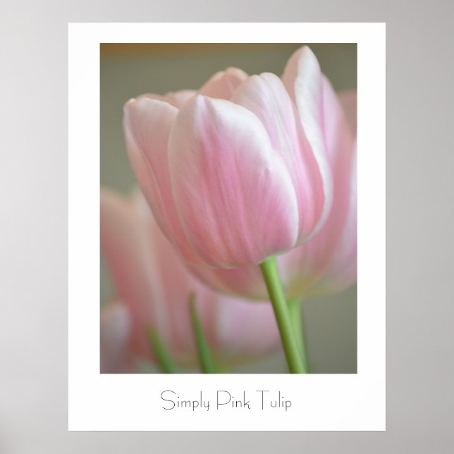 Einfach Pink Tulip Poster (Vorne)