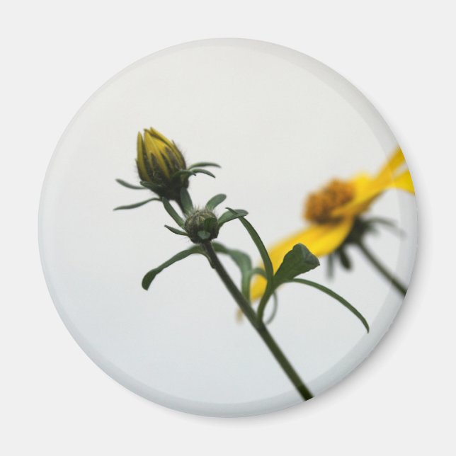 Einfache gelbe Blumen Rundmagazin Magnet (Vorne)