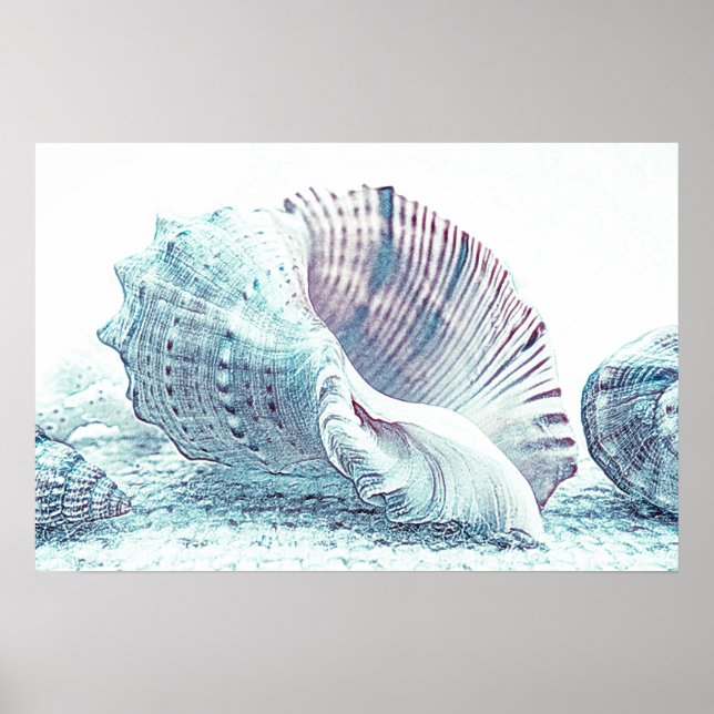 Einfache Handskizze Seashell Zeichnend | Poster (Vorne)
