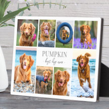 Einfache Hundehüttenfotosammlung