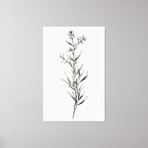 Einfache monochrome Rosemary Sketch Leinwanddruck