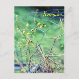 Einfache Schönheit von Jersey Fawn Postkarte