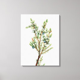 Einfache Vintage Botanische Bergjuniper Leinwanddruck
