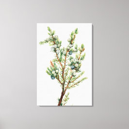 Einfache Vintage Botanische Bergjuniper Leinwanddruck