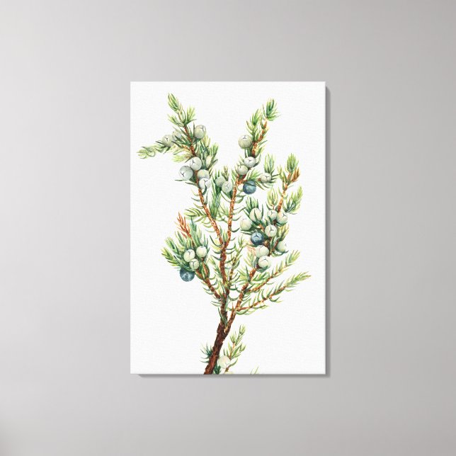 Einfache Vintage Botanische Bergjuniper Leinwanddruck (Vorderseite)