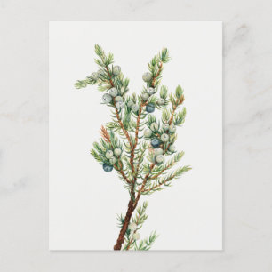 Einfache Vintage Botanische Bergjuniper Postkarte