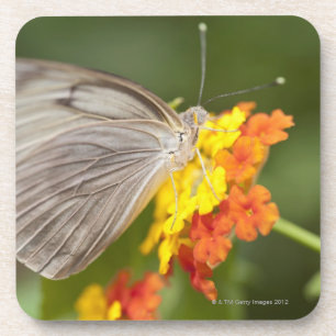 Einfacher Schmetterling auf den gelben und roten Untersetzer