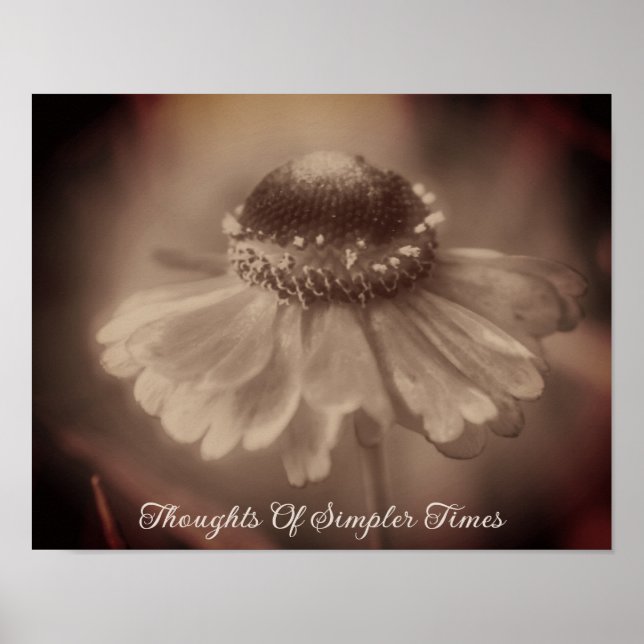 Einfachere Zeiten Sepia Zinnia Blume Nostalgie Poster (Vorne)