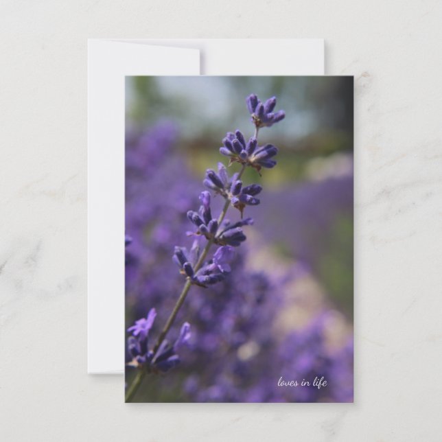 Einfaches Stem von Lavender Mitteilungskarte (Vorderseite)