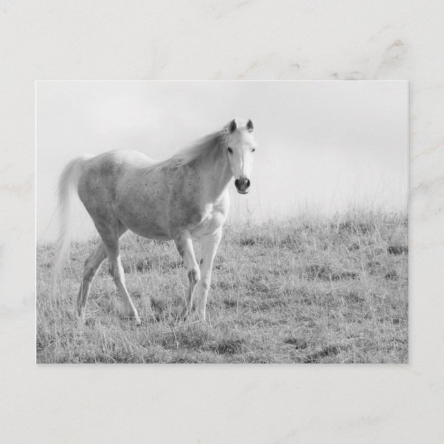 Einfarbiges weißes Pferd Postkarte (Vorderseite)