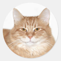 Eingebildete lächelnde Katze
