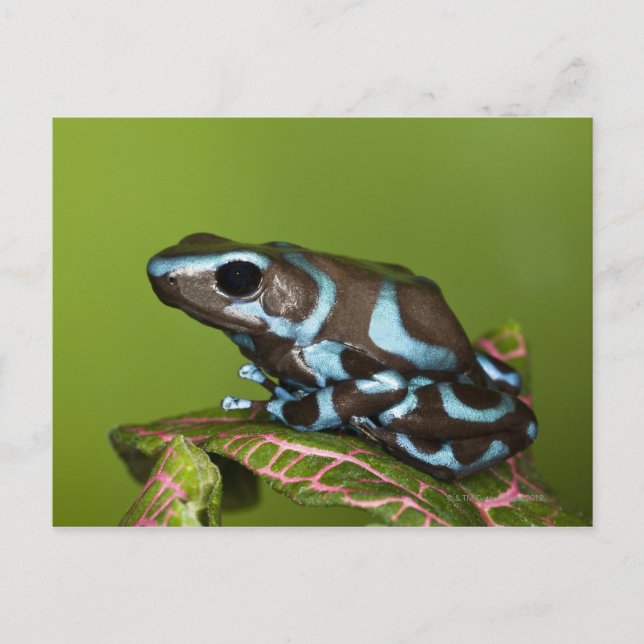 Einheimische in Panama Postkarte (Vorderseite)