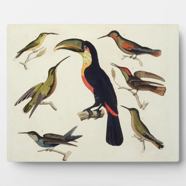 Einheimische Vögel, einschließlich des Toucan (Mit Fotoplatte (Vorderseite)
