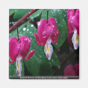 Einige Blumen der Herz-Pflanze und -wassers Magnet