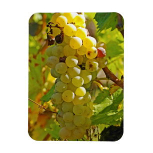 Einige Chasselas im Weinberg - vor langer Zeit gep Magnet