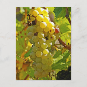 Einige Chasselas im Weinberg - vor langer Zeit gep Postkarte