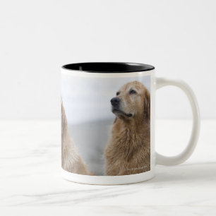 Einige goldene Retriever, die auf Strand sitzen Zweifarbige Tasse