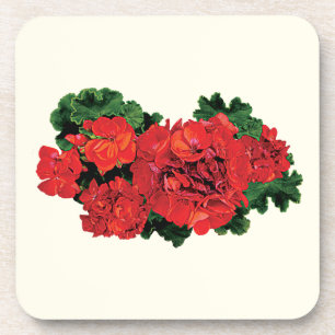 Einige rote Pelargonien Untersetzer