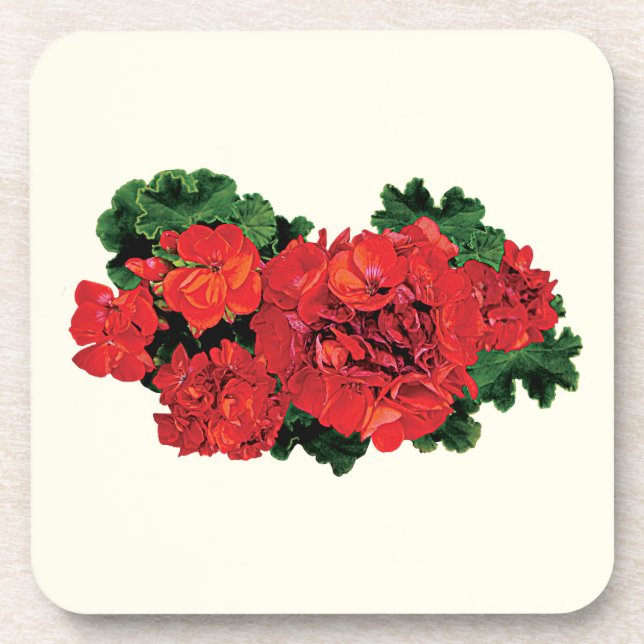 Einige rote Pelargonien Untersetzer (Vorderseite)
